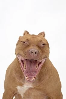 Yawning Gallery: DOG. Pit Bull Terrier, mouth open yawning
