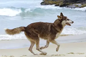 Dog - playing on the beach - Venezuela
