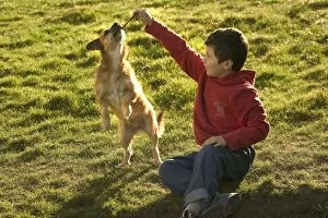 Dog - playing with stick held by boy
