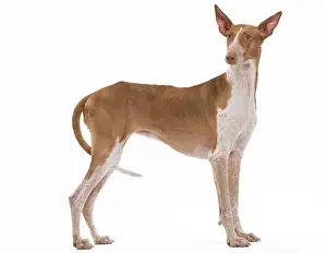 Dog - Podenco Canario. Also known as Canary Islands Hound, Canarian Warren Hound, Canarian Pharaoh Hound