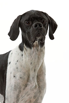Images Dated 22nd October 2011: Dog - Pointer