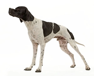 Images Dated 22nd October 2011: Dog - Pointer