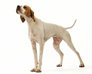 Tall Collection: Dog - Pointer