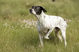 Pointers Prints: Dog - Pointer - pointing