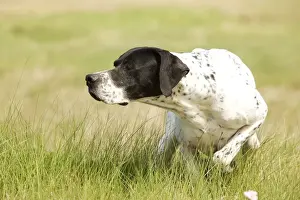 Dog - Pointer - pointing
