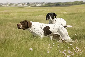 Pointers Prints: Dog - Pointers