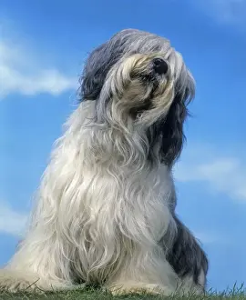 Dog - Polish Lowland Sheepdog