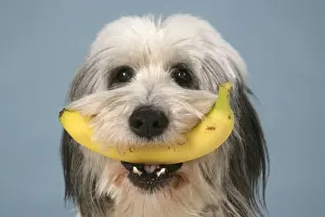 Celebration Prints: Dog - Polish Lowland Sheepdog holding a banana
