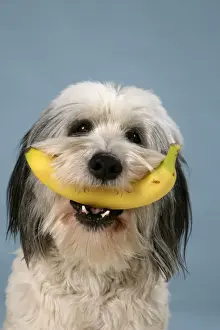 Dog - Polish Lowland Sheepdog holding a banana