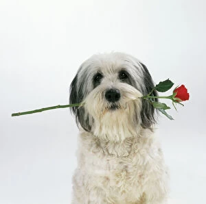 DOG - Polish Lowland Sheepdog - with rose in its mouth, pink background