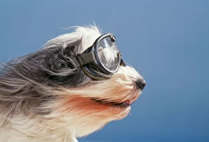 DOG - Polish Lowland Sheepdog wearing goggles in wind
