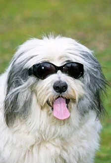 DOG - Polish Lowland Sheepdog wearing sunglasses