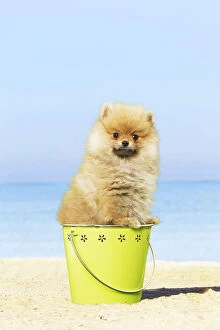 Bucket Gallery: Dog - Pomeranian - on beach Dog - Pomeranian - on beach