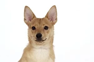 DOG - Pomeranian cross Jack Russell Terrier