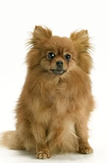 Dog - Pomeranian / dwarf German Spitz
