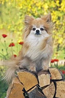 Dog - Pomeranian / Dwarf spitz sitting on pile