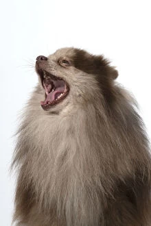 Images Dated 15th April 2020: DOG. Pomeranian, head & shoulders, face, expression