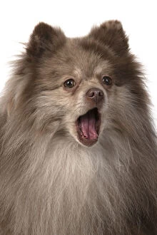 Images Dated 15th April 2020: DOG. Pomeranian, head & shoulders, face, expression