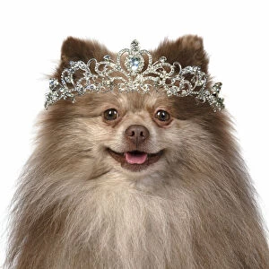 Images Dated 12th April 2020: DOG. Pomeranian, head & shoulders,wearing a tiara