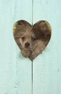 Images Dated 27th June 2016: Dog Pomeranian looking through heart shape