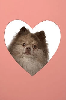 Images Dated 15th April 2020: DOG. Pomeranian, looking through heart shaped