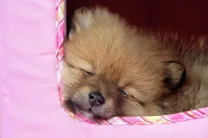 Dog. Pomeranian puppy (10 weeks old)