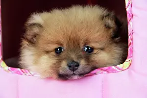 Beds Prints: Dog. Pomeranian puppy (10 weeks old)