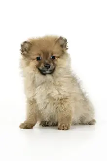 Dog. Pomeranian puppy (10 weeks old)