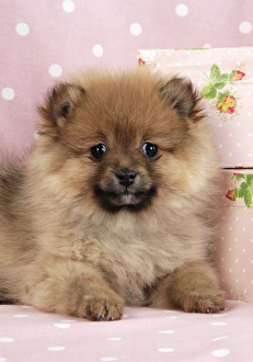Images Dated 15th July 2009: Dog. Pomeranian puppy (10 weeks old) with pink suitcase