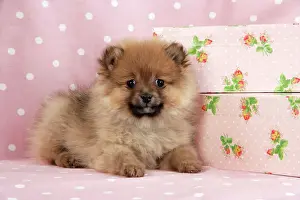 Spitz Prints: Dog. Pomeranian puppy (10 weeks old) with pink suitcase
