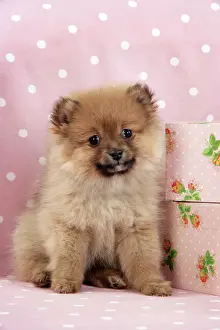Spitz Prints: Dog. Pomeranian puppy (10 weeks old) with pink suitcase