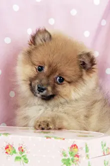 Dog. Pomeranian puppy (10 weeks old) with pink suitcase