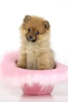 Dog. Pomeranian puppy (10 weeks old) sitting in pink hat