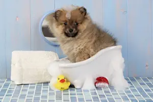 Dog. Pomeranian puppy in bath (10 weeks old)