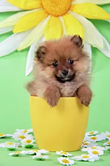 Pots Prints: Dog. Pomeranian puppy in flower pot (10 weeks old)