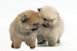 Dog - Pomeranian. smallest member of the German Spitz Group