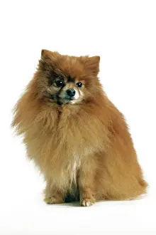 Dog - Pomeranian. smallest member of the German Spitz Group