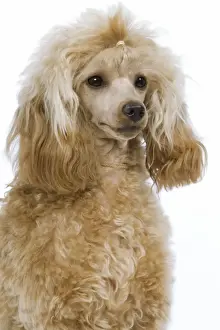 Dog - Poodle