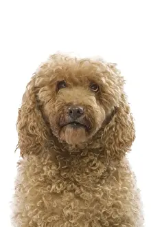 Dog - poodle