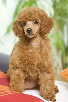 Dog - Poodle - apricot colour
