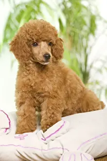 Dog - Poodle - apricot colour