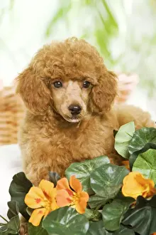 Dog - Poodle - apricot colour