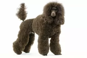 Images Dated 13th March 2006: Dog - Poodle (caniche moyen)