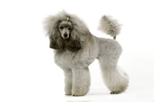 Images Dated 13th March 2006: Dog - Poodle (caniche nain)
