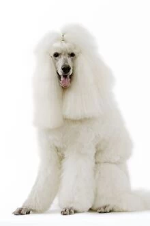 Images Dated 13th March 2006: Dog - Poodle (caniche royal)