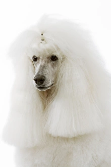Images Dated 13th March 2006: Dog - Poodle (caniche royal)