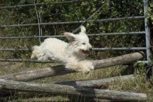 Dog - Poodle jumping over wooden poles