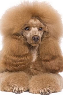 Barbone Gallery: Dog - Poodle - Miniature / Dwarf - Fawn Red colouring