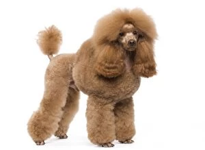 Barbone Gallery: Dog - Poodle - Miniature / Dwarf - Fawn Red colouring