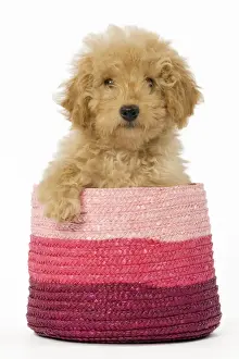 Dog - Poodle in pink basket